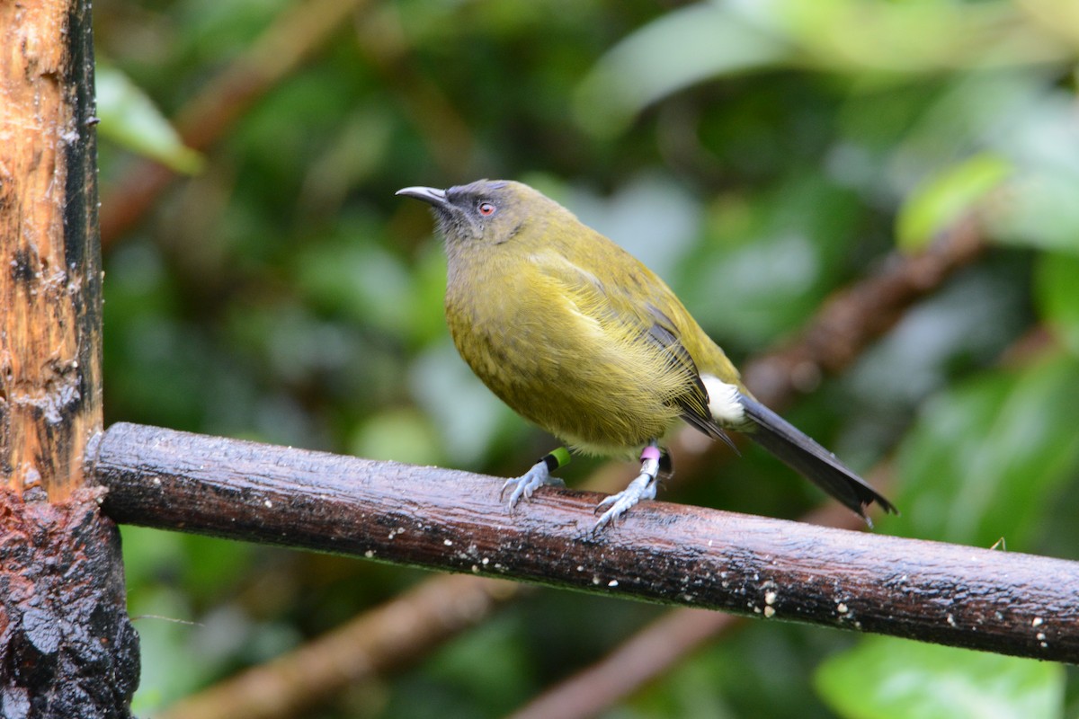 New Zealand Bellbird - ML54108871