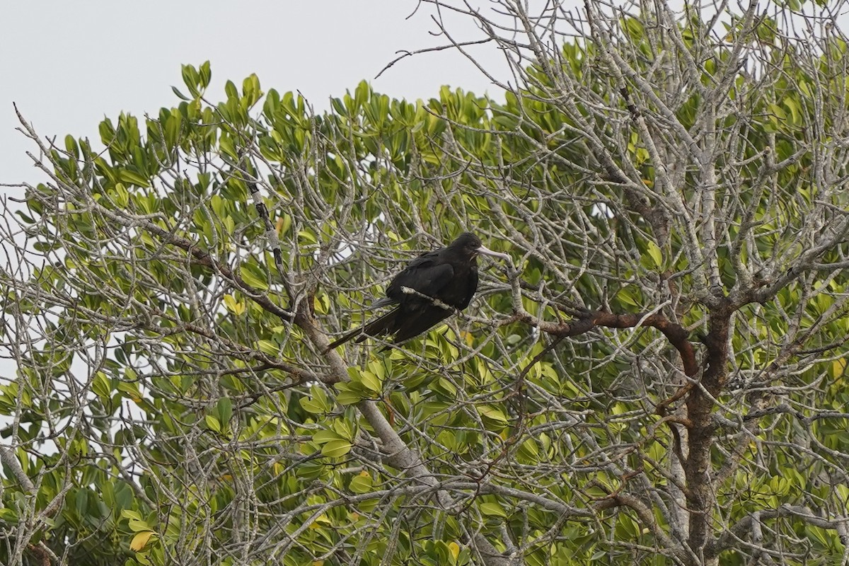 Lesser Frigatebird - ML541089191