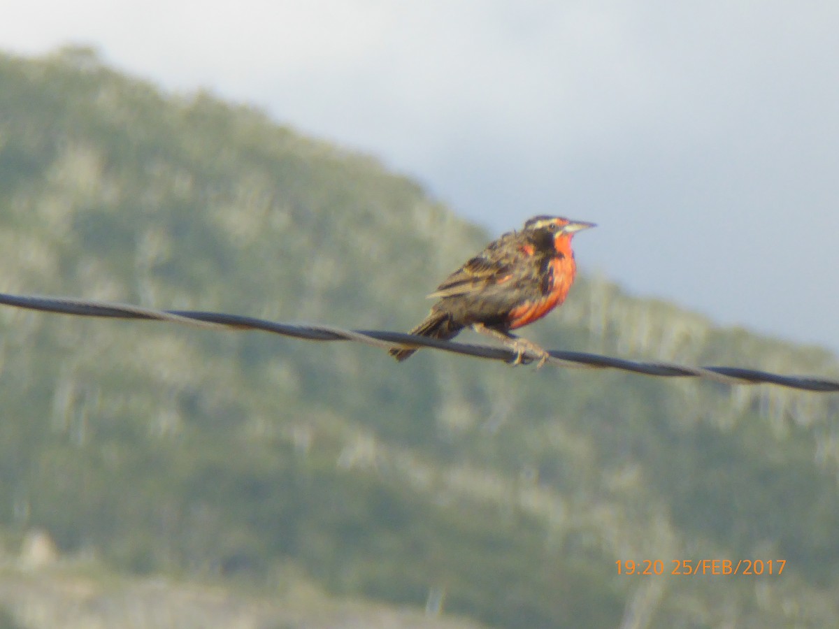 Long-tailed Meadowlark - ML54109081