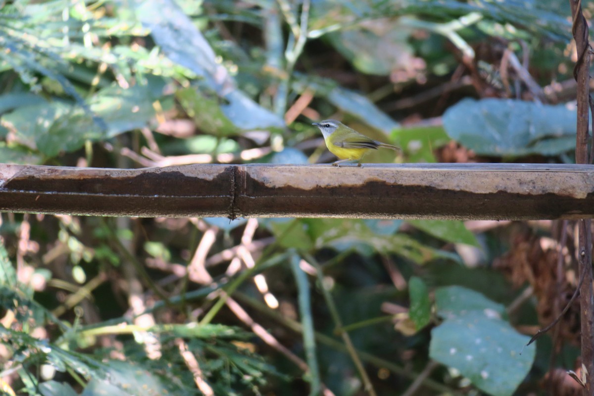 Yellow-bellied Warbler - Tian Li