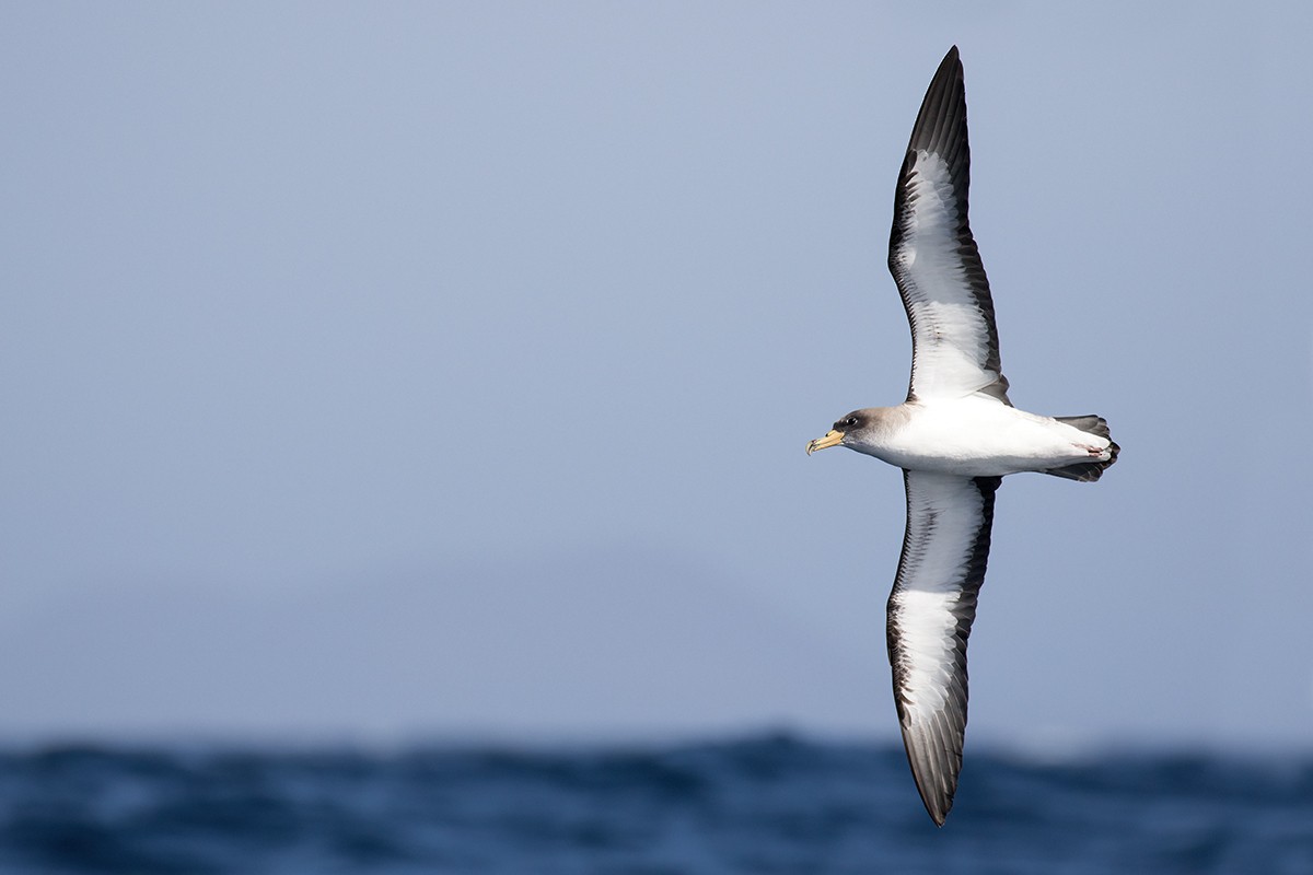 Cory's Shearwater (borealis) - ML541092171