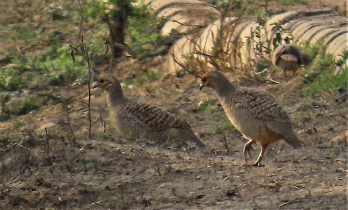 Gray Francolin - ML541092371