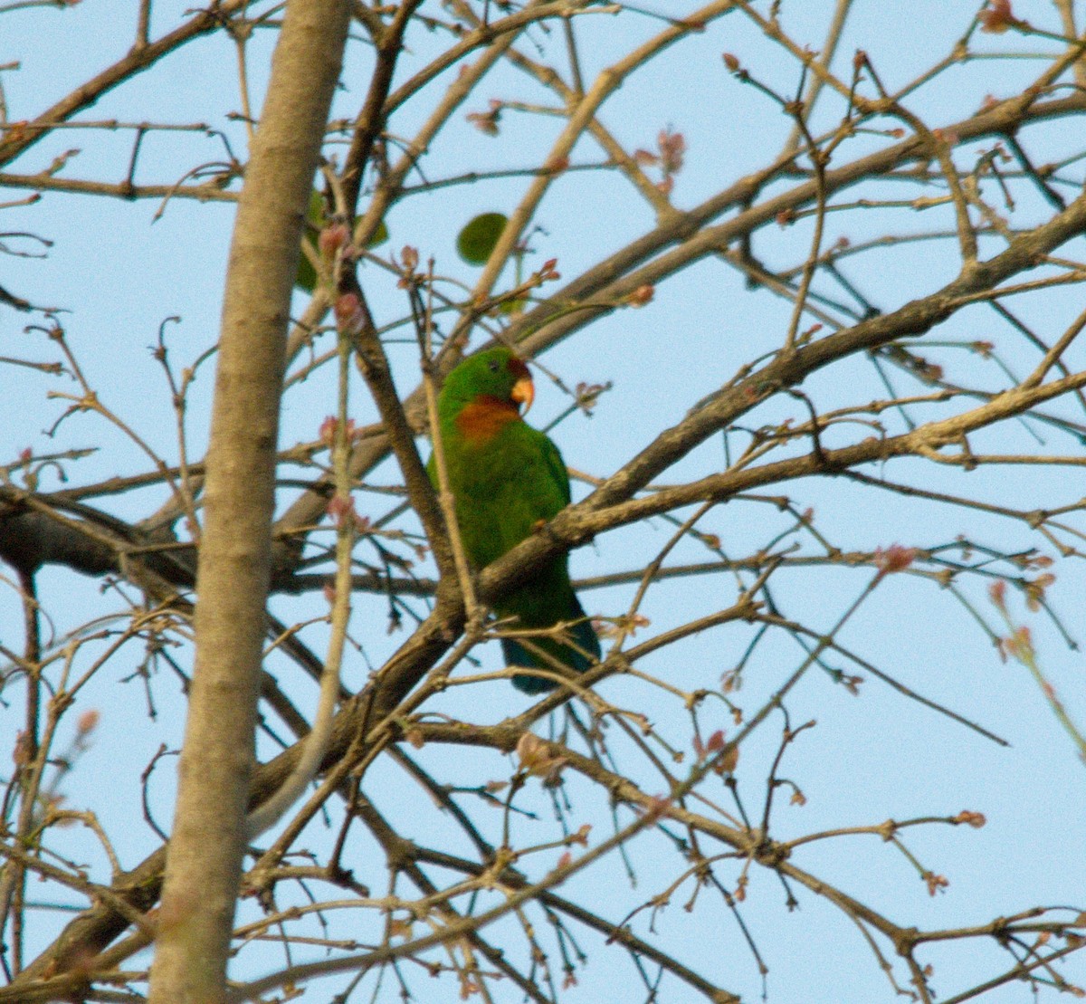 Philippine Hanging-Parrot - ML54109311