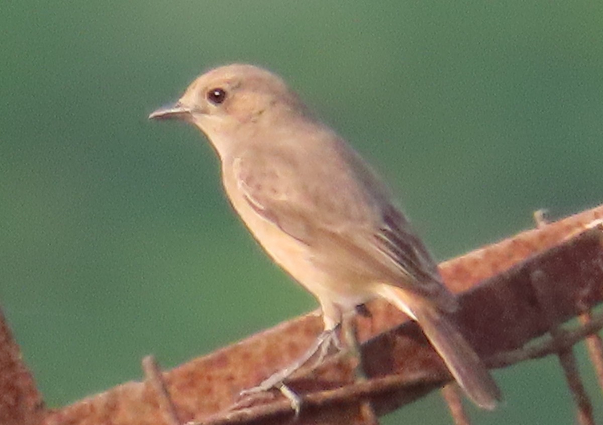 Brown Rock Chat - ML541093721