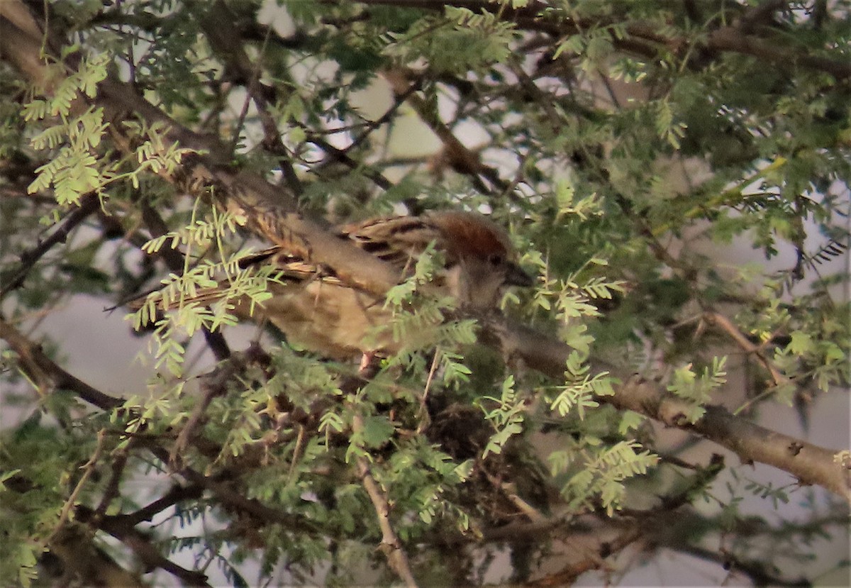 Moineau du Sind - ML541094371