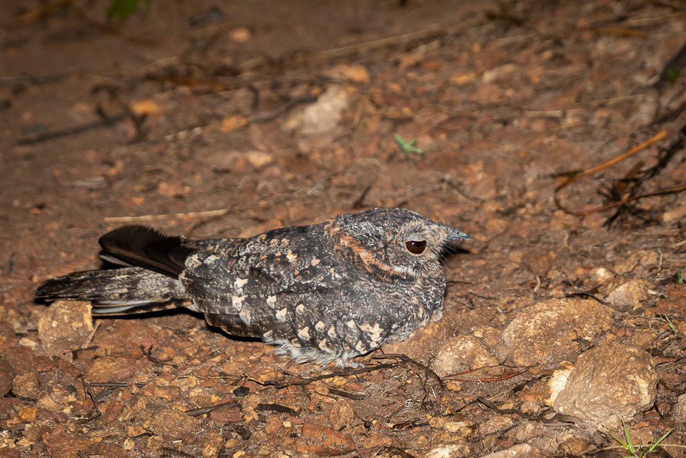 Band-winged Nightjar (longirostris) - ML541096471