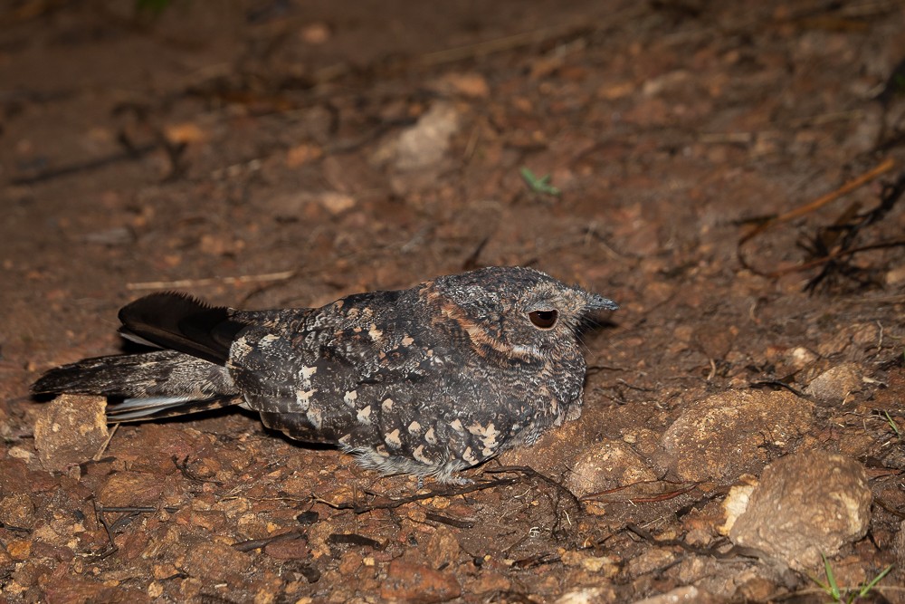 Band-winged Nightjar (longirostris) - ML541096481