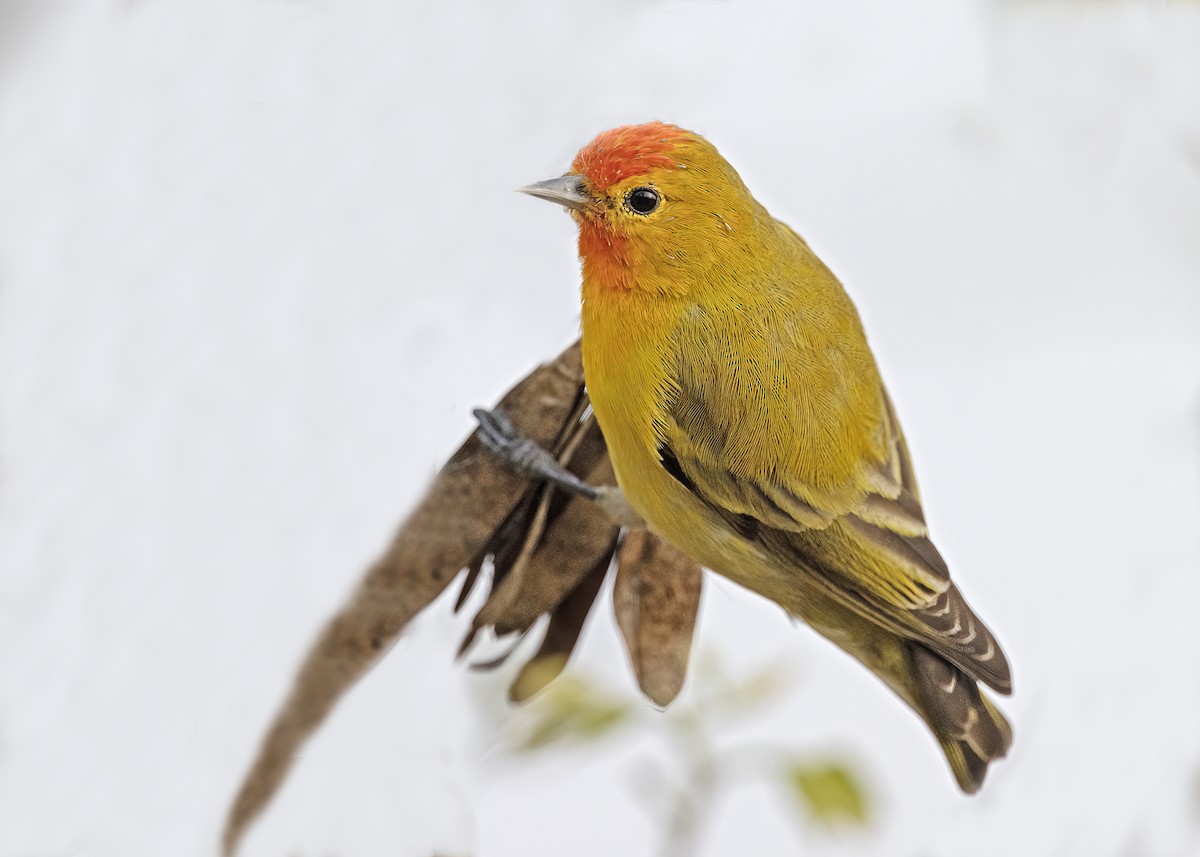 Fire-capped Tit - Arpit Bansal
