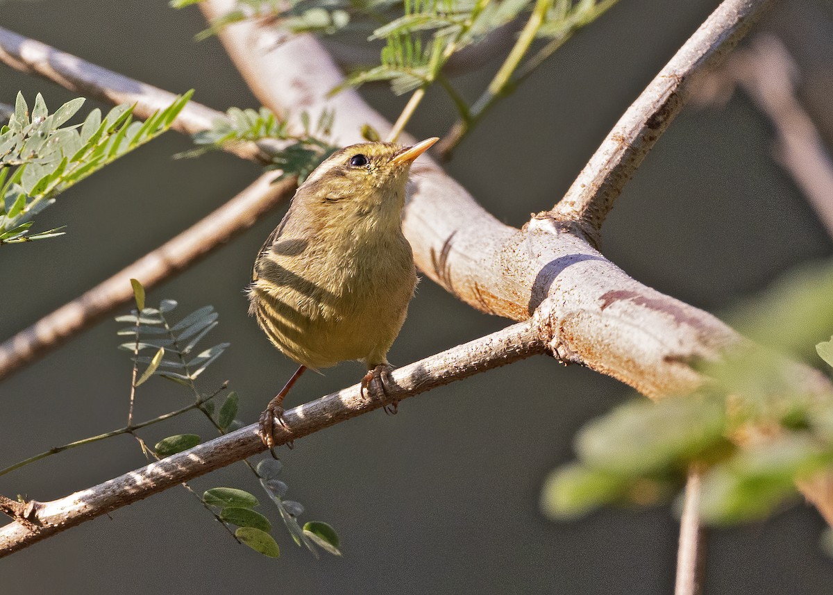 Sulphur-bellied Warbler - ML541097951