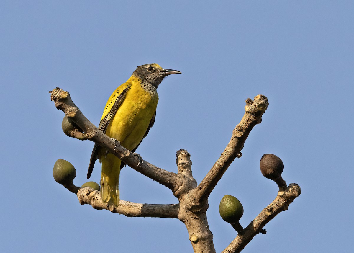 Black-hooded Oriole - Arpit Bansal