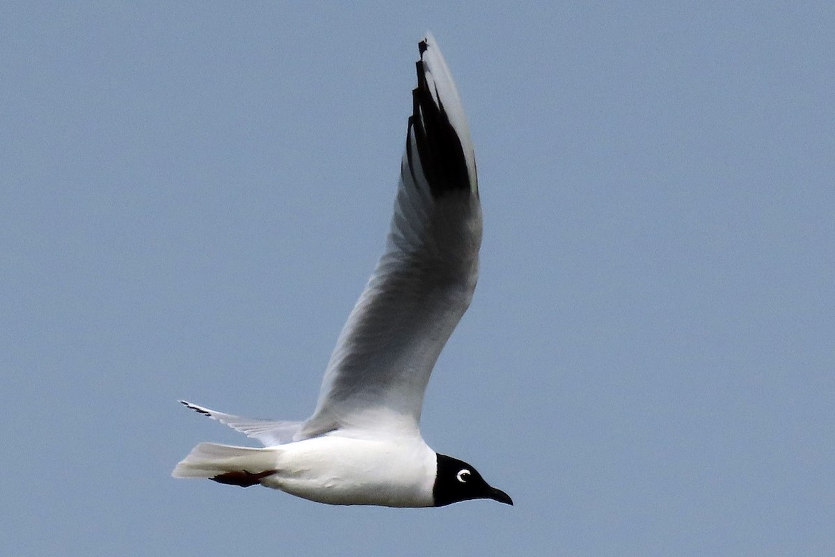 Saunders's Gull - ML541098001