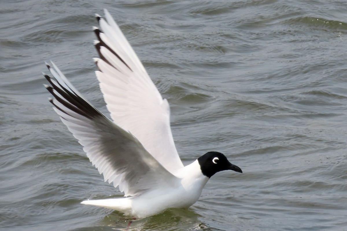 Saunders's Gull - ML541098011