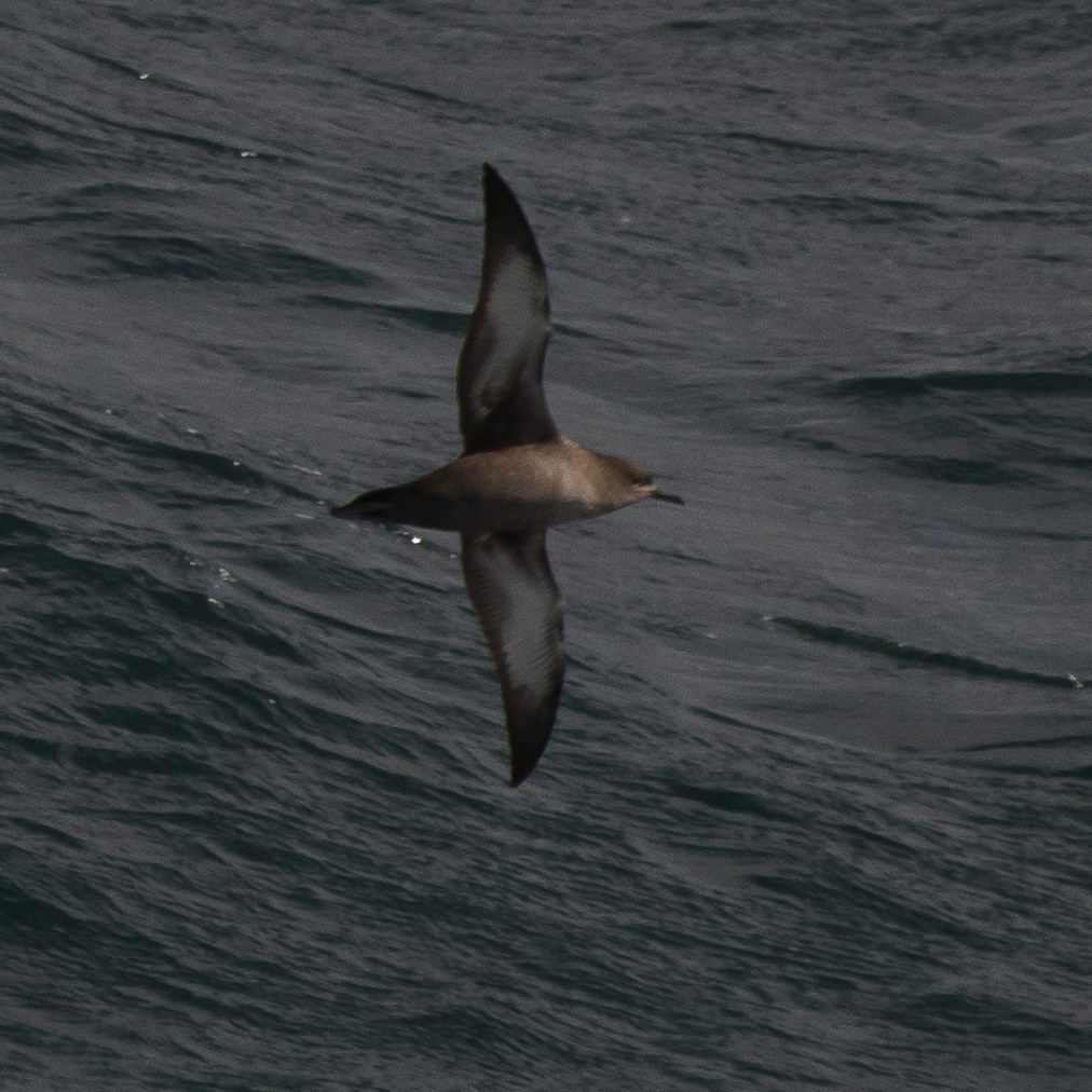 Sooty Shearwater - ML541099181