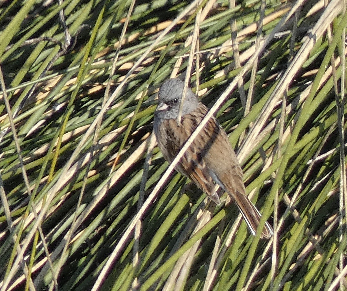 Black-faced Bunting - Vicente Tamarit Garcerá