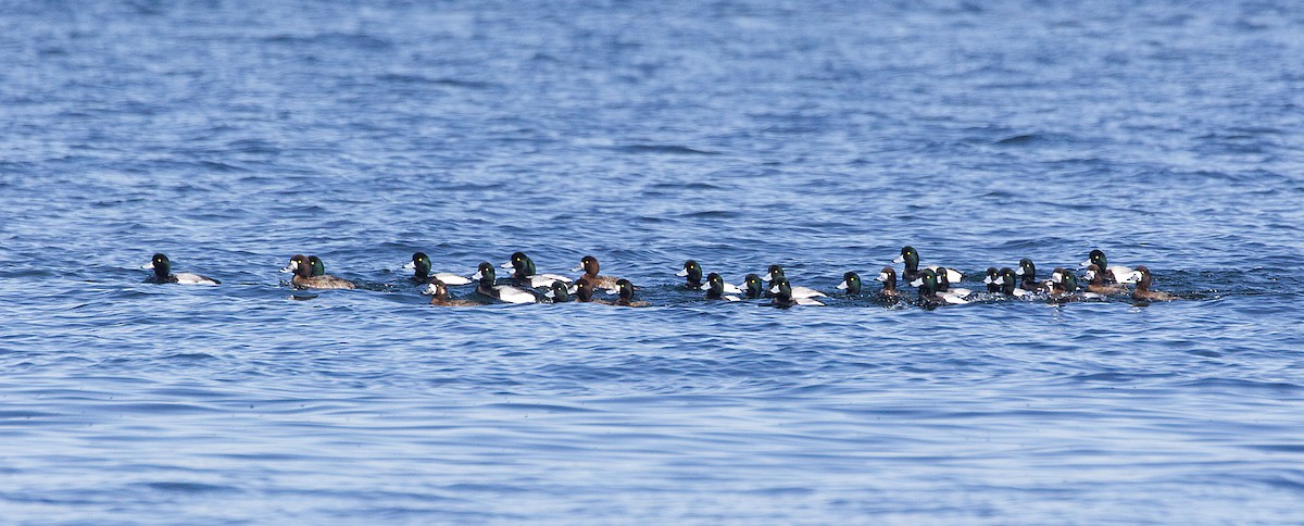 Greater/Lesser Scaup - ML541099841