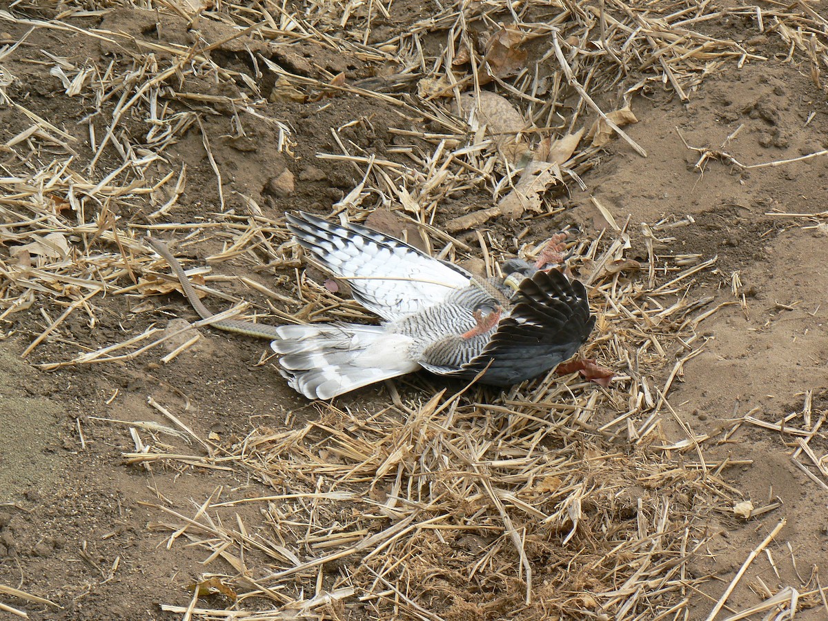 Lizard Buzzard - ML54109991