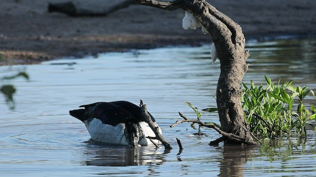 Canard à bosse - ML541100061