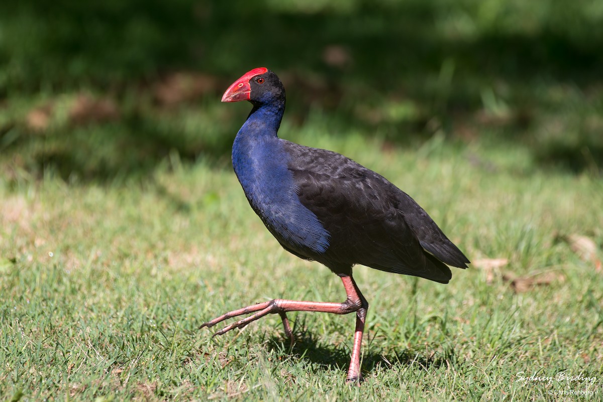 Australasian Swamphen - ML541100481