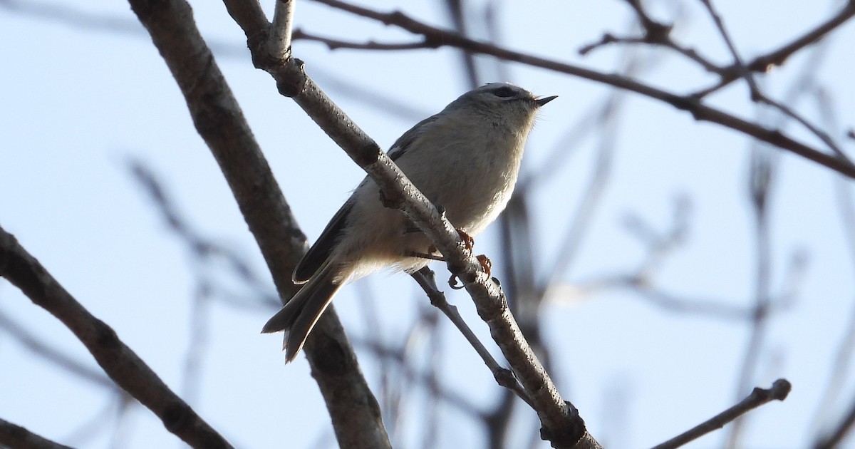 Golden-crowned Kinglet - ML541101201