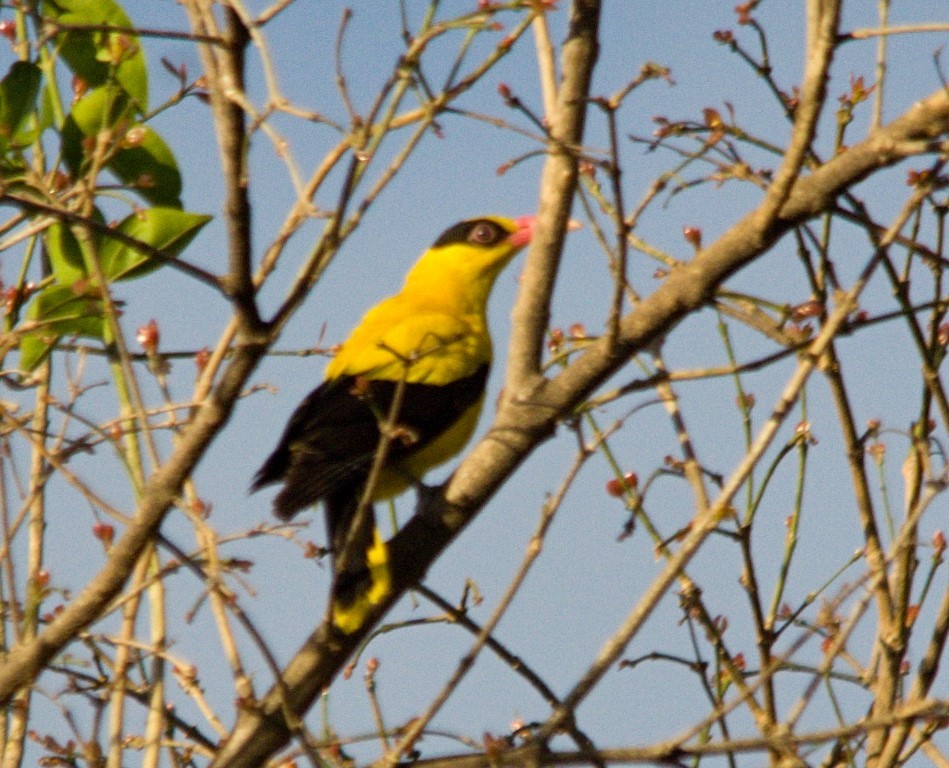 Black-naped Oriole - ML54110241