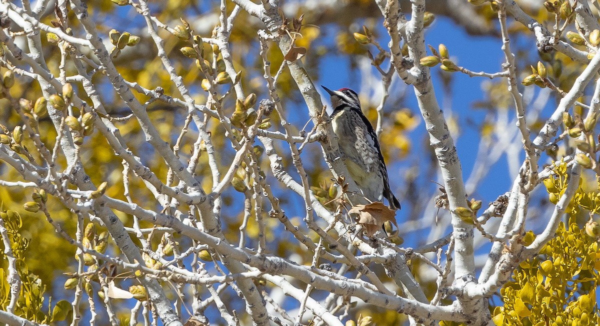 Yellow-bellied Sapsucker - ML541102421