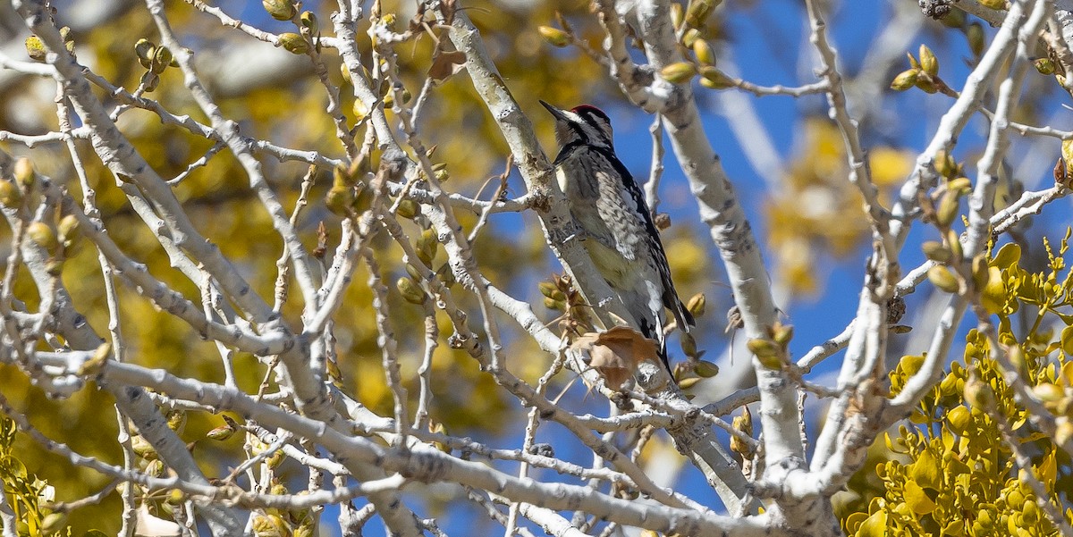 Yellow-bellied Sapsucker - ML541102431