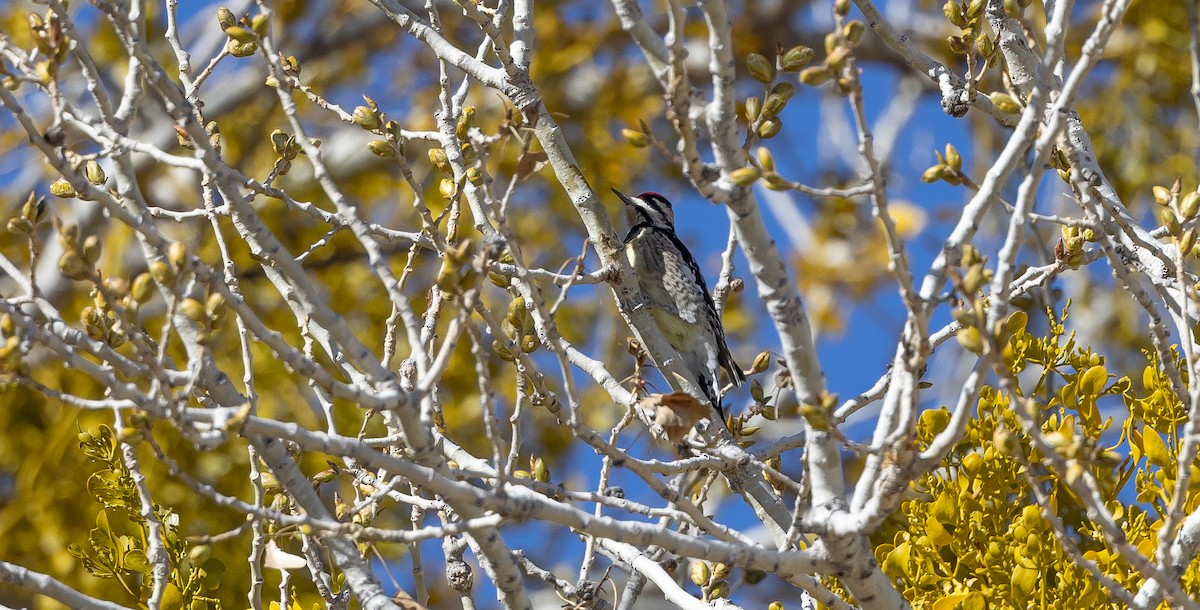 Yellow-bellied Sapsucker - ML541102451