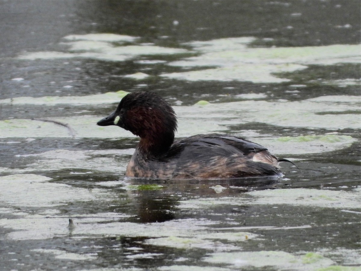 Little Grebe - ML541103351