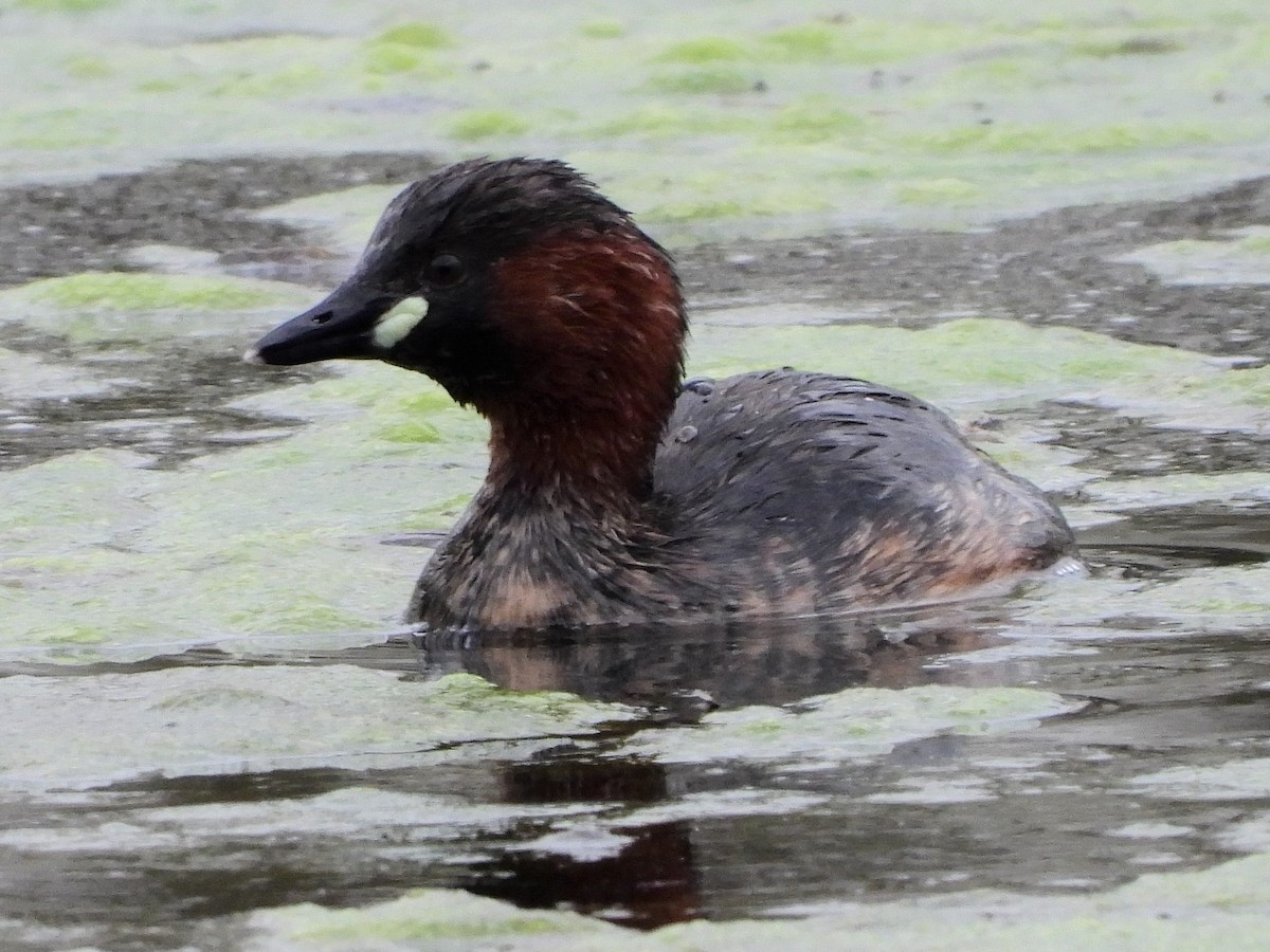 Little Grebe - ML541103471