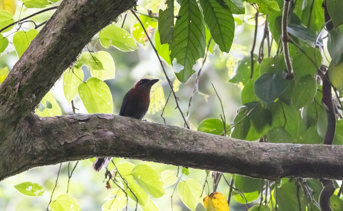 Koca Başlı Motmot [pyrrholaemum grubu] - ML541103531