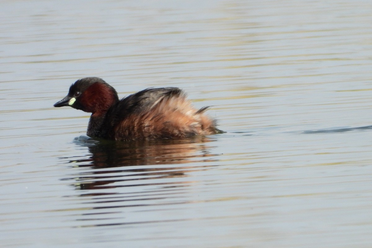 Little Grebe - ML541103621