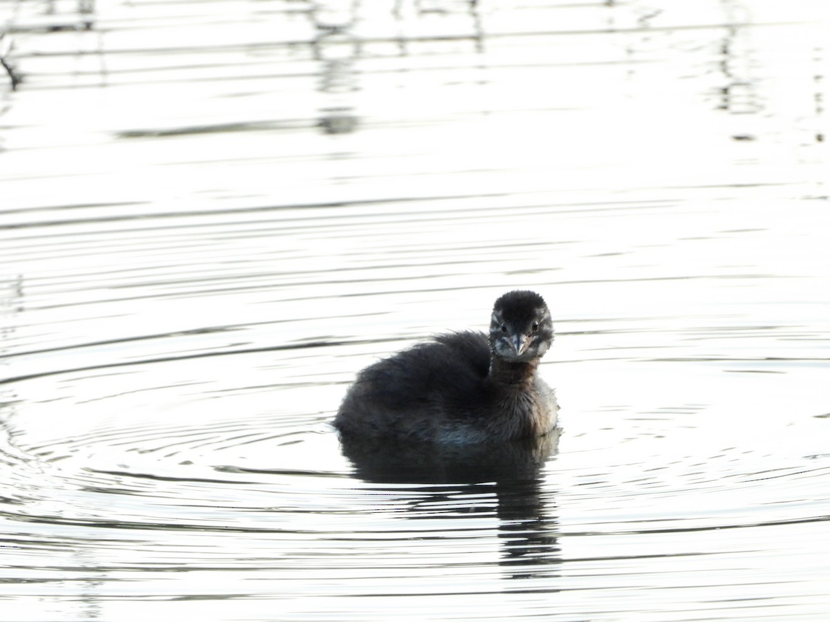 Little Grebe - ML541103651