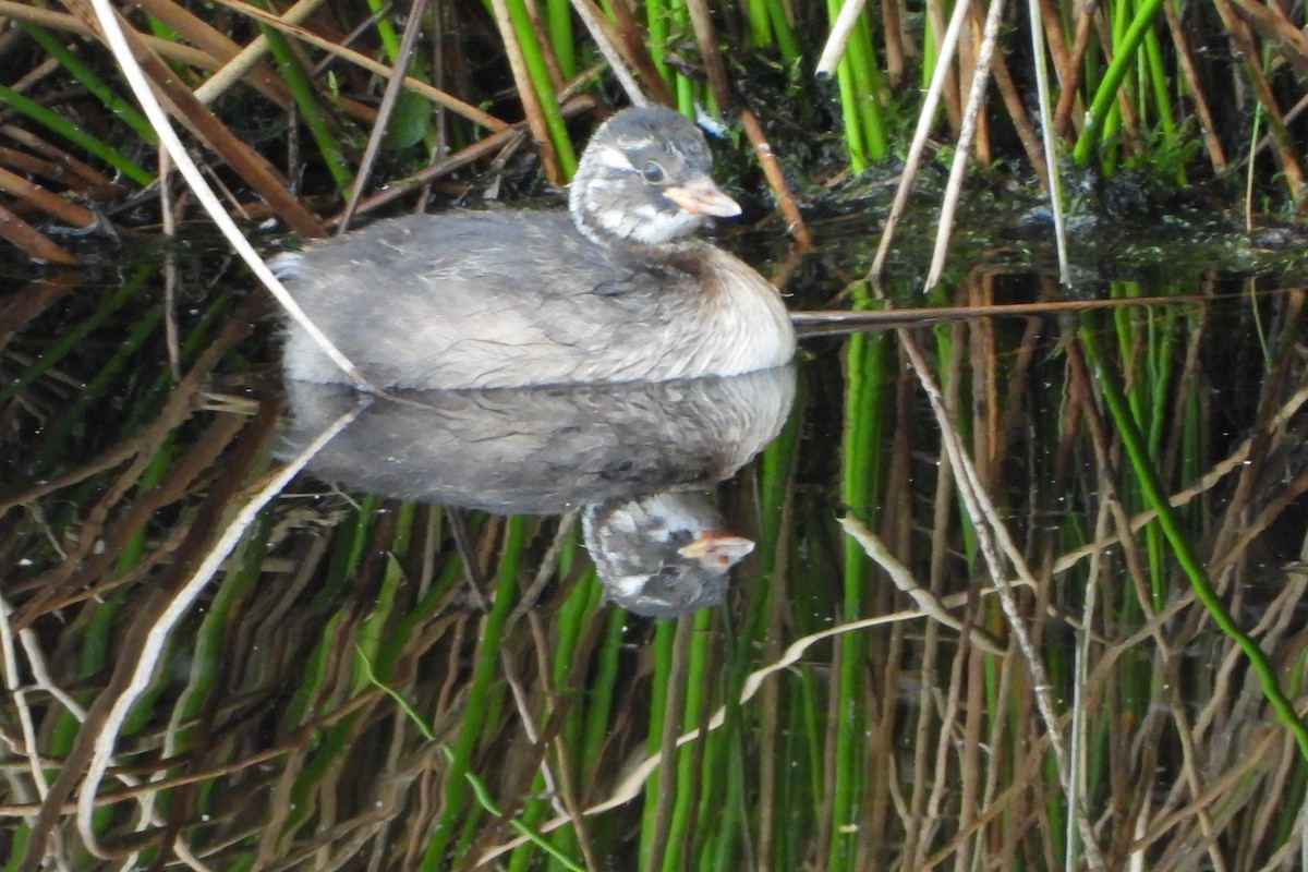 Little Grebe - ML541103751