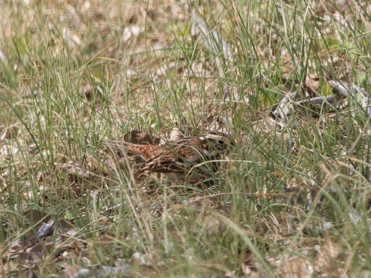 Meadow Bunting - ML541104481