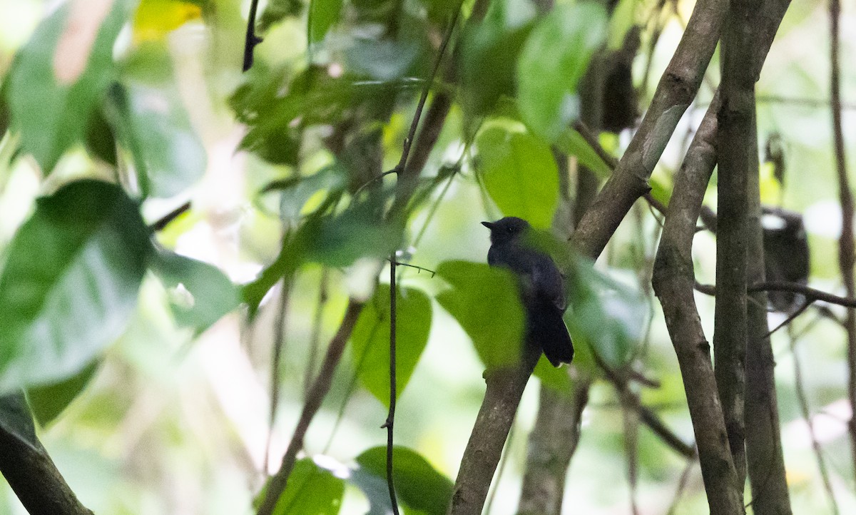 Bluish-slate Antshrike - ML541104831