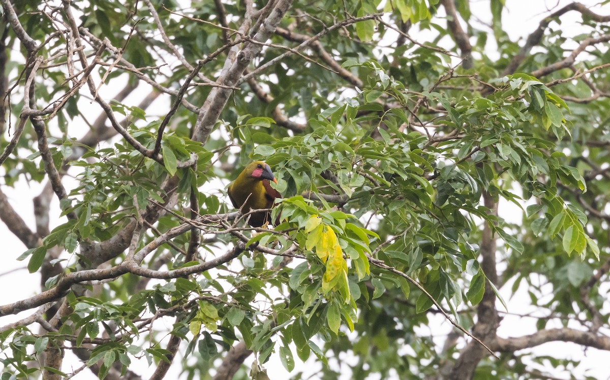 Parástirnvogel (yuracares/neivae) - ML541105131