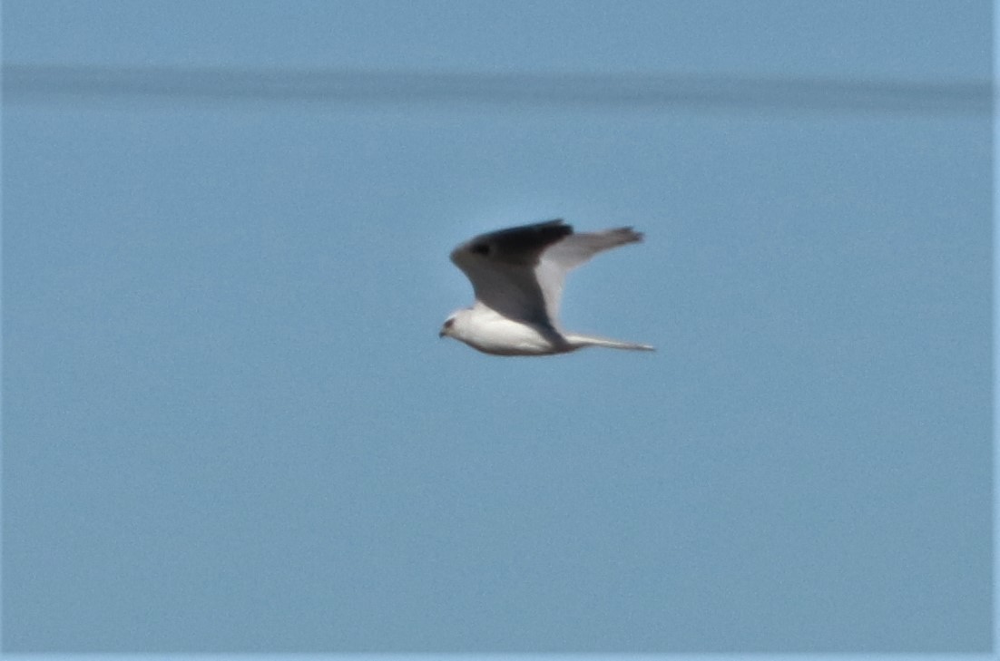 White-tailed Kite - Matthew Valencic