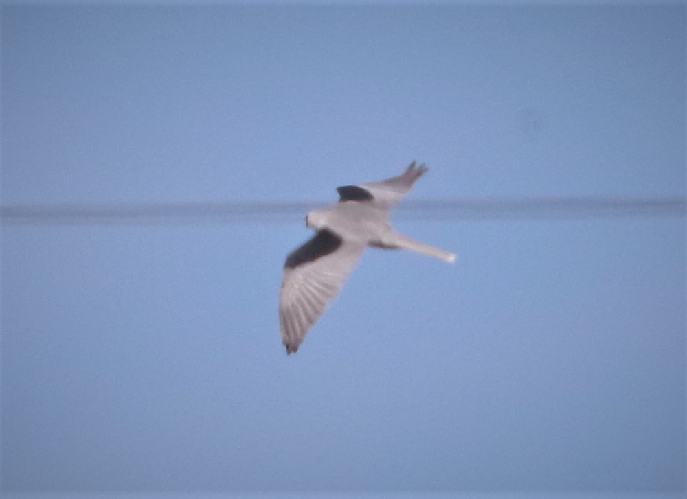 White-tailed Kite - ML541106151