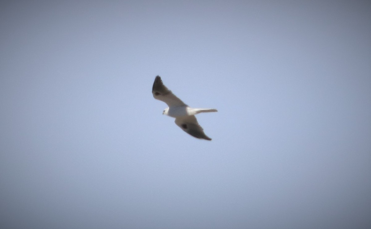 White-tailed Kite - Matthew Valencic