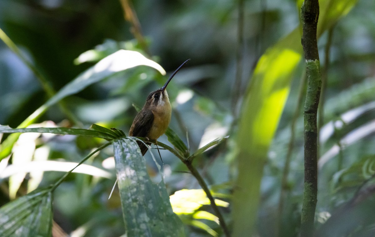 Koepcke's Hermit - ML541106781