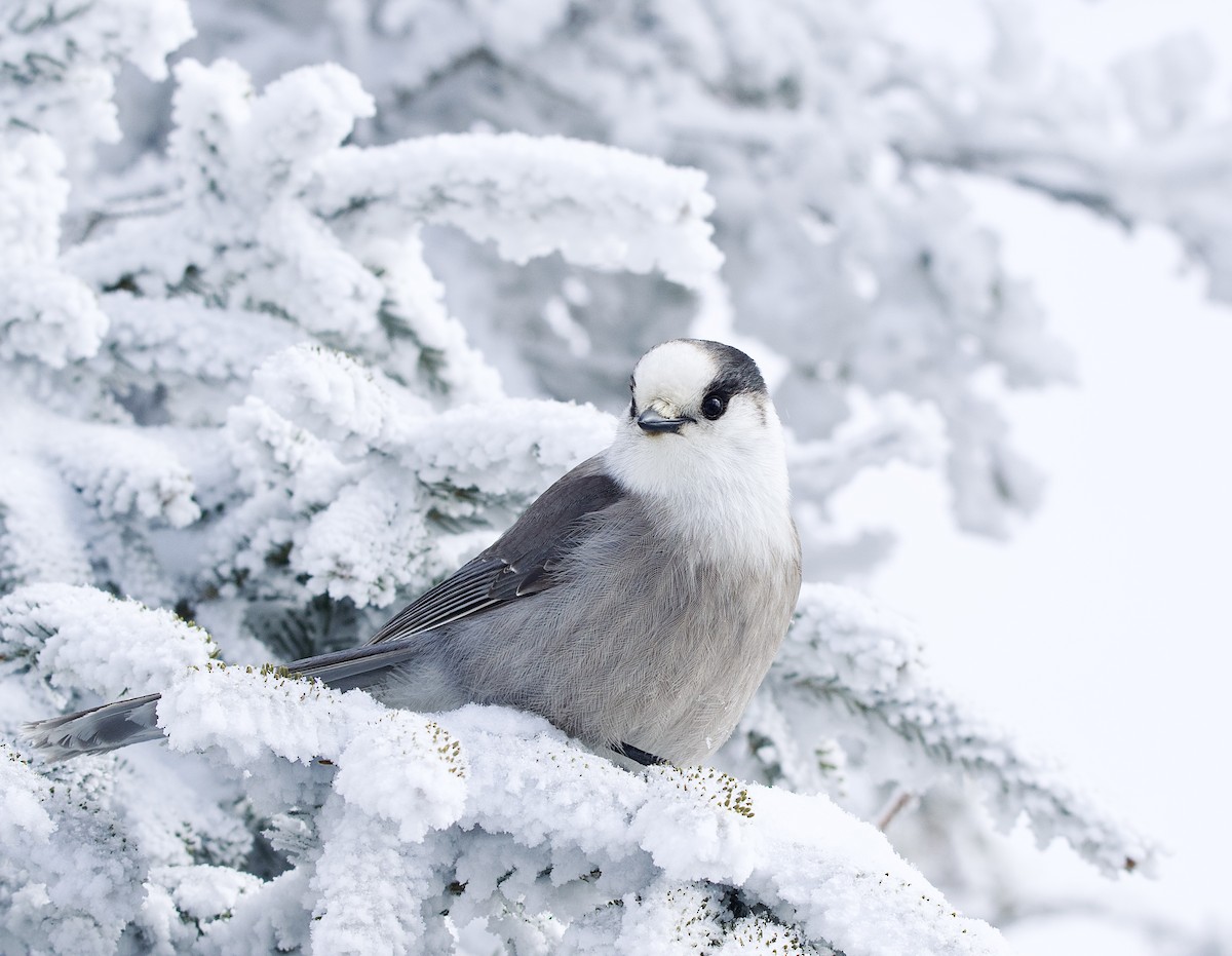 Canada Jay - ML541106921