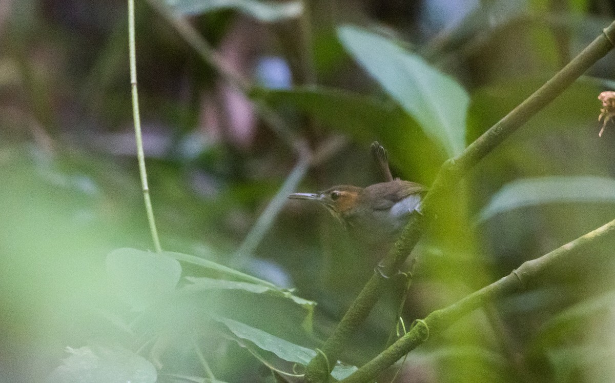 Tawny-faced Gnatwren - ML541107221