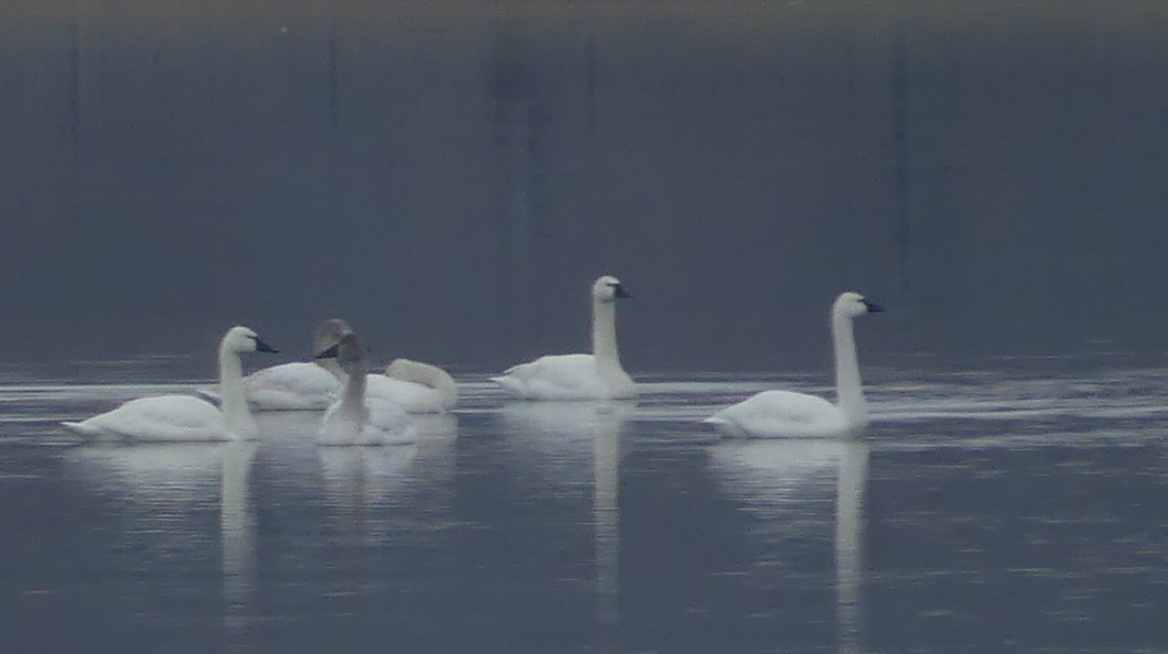Tundra Swan - ML541107241