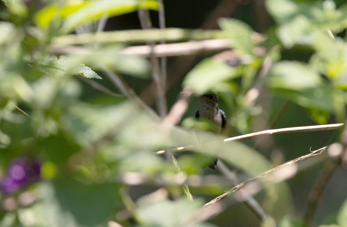 kolibřík šedoprsý (ssp. obscurus) - ML541107951