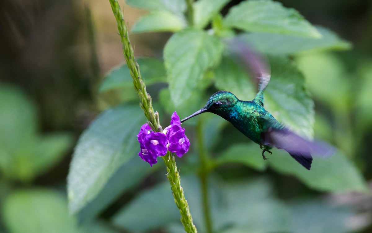 kolibřík modroocasý - ML541108051