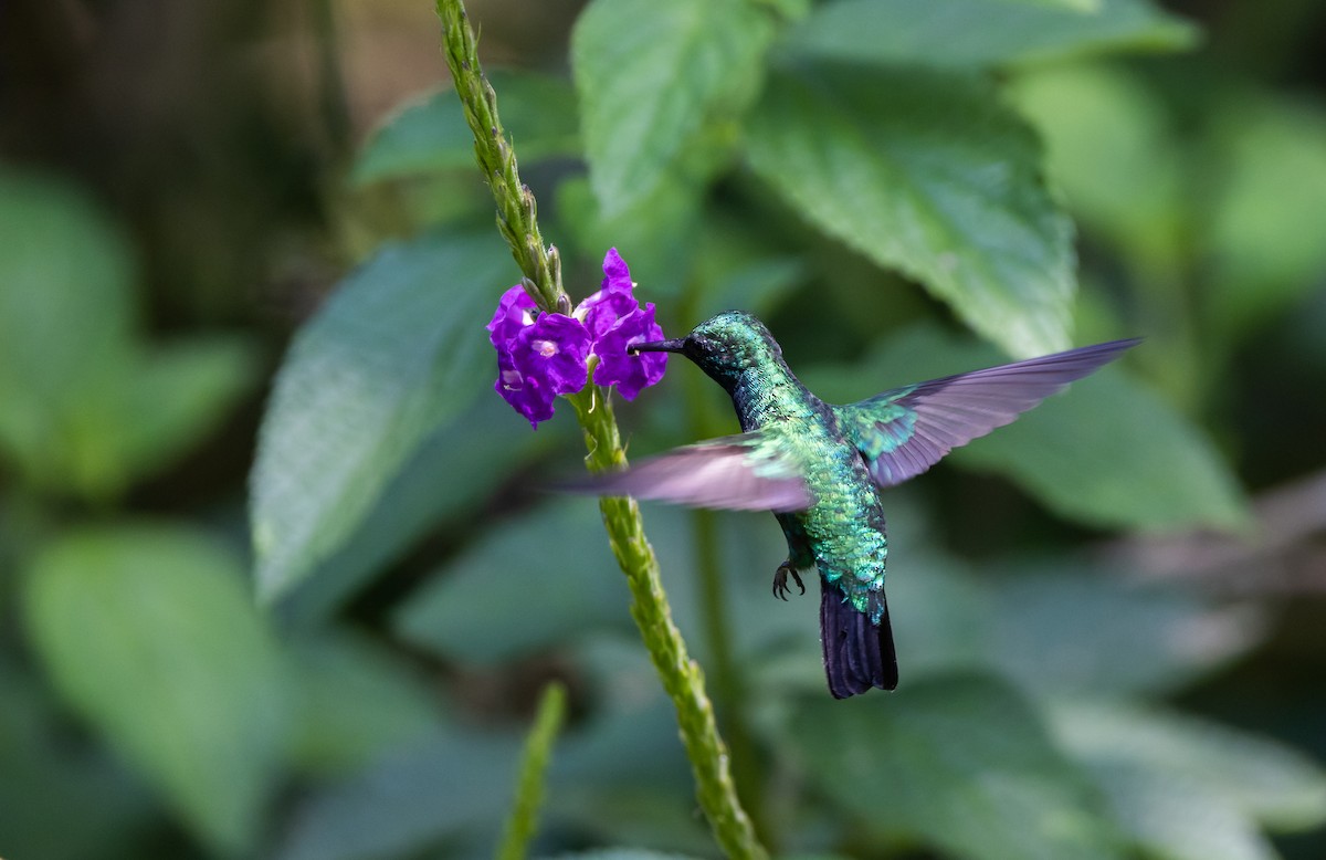 kolibřík modroocasý - ML541108061
