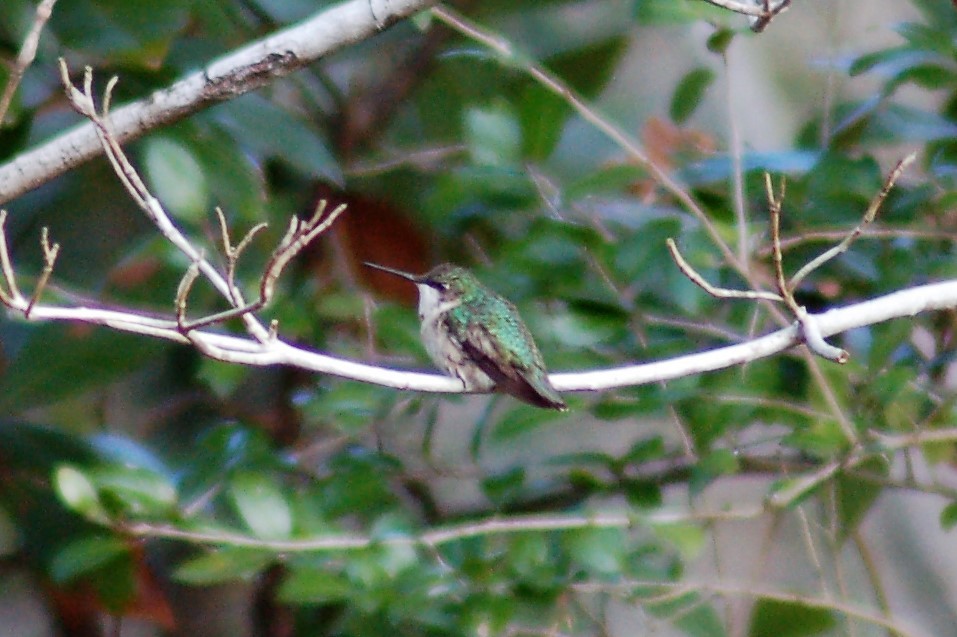 Ruby-throated Hummingbird - ML54110991