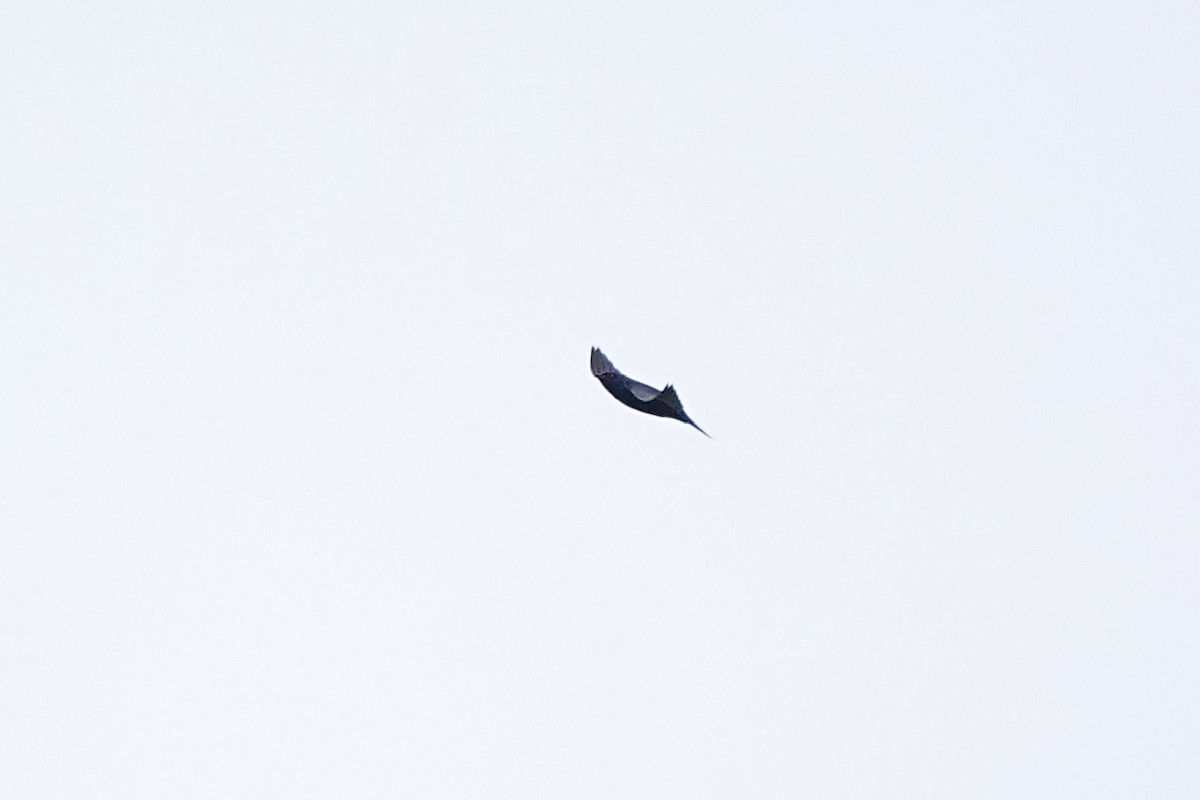 Purple Martin - ML541110351