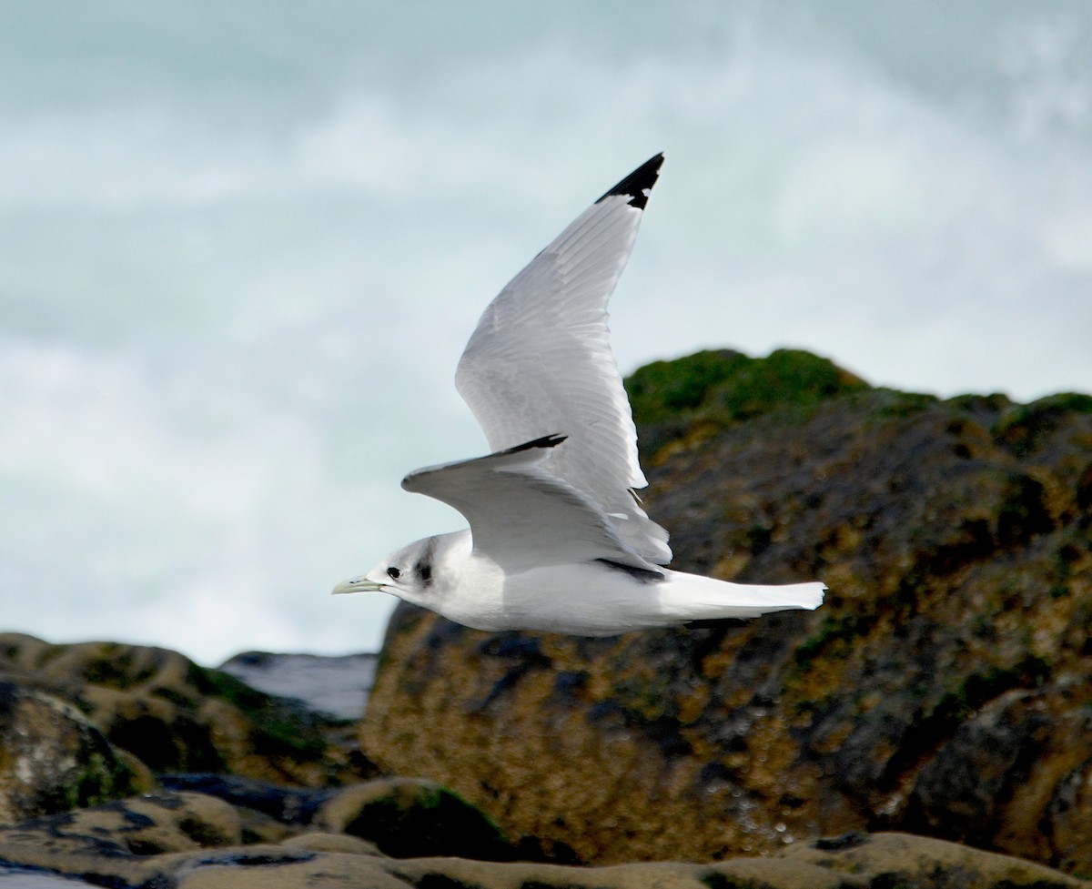 Black-legged Kittiwake - Kat Byrd