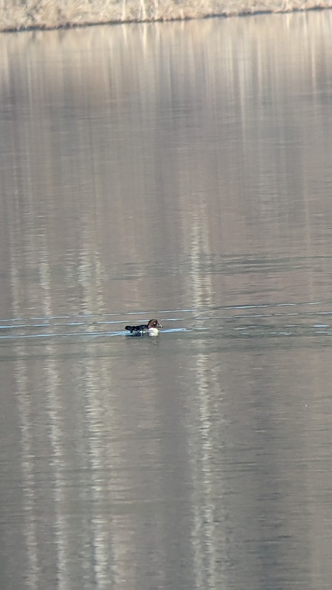 Common Goldeneye - ML541111641